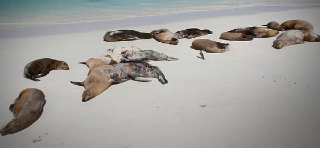 Tens of thousands of Sea Lions starve and die as Pacific marine